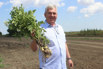 Ростовская область добилась роста производства овощей и картофеля